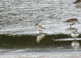 Least Sandpiper - Lodmoor RSPB, Dorset