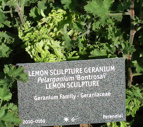 Scented Pelargonium Bontrosai at VanDusen Garden