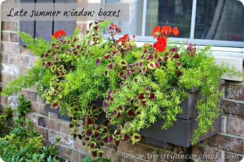 asparagus fern coleus window boxes