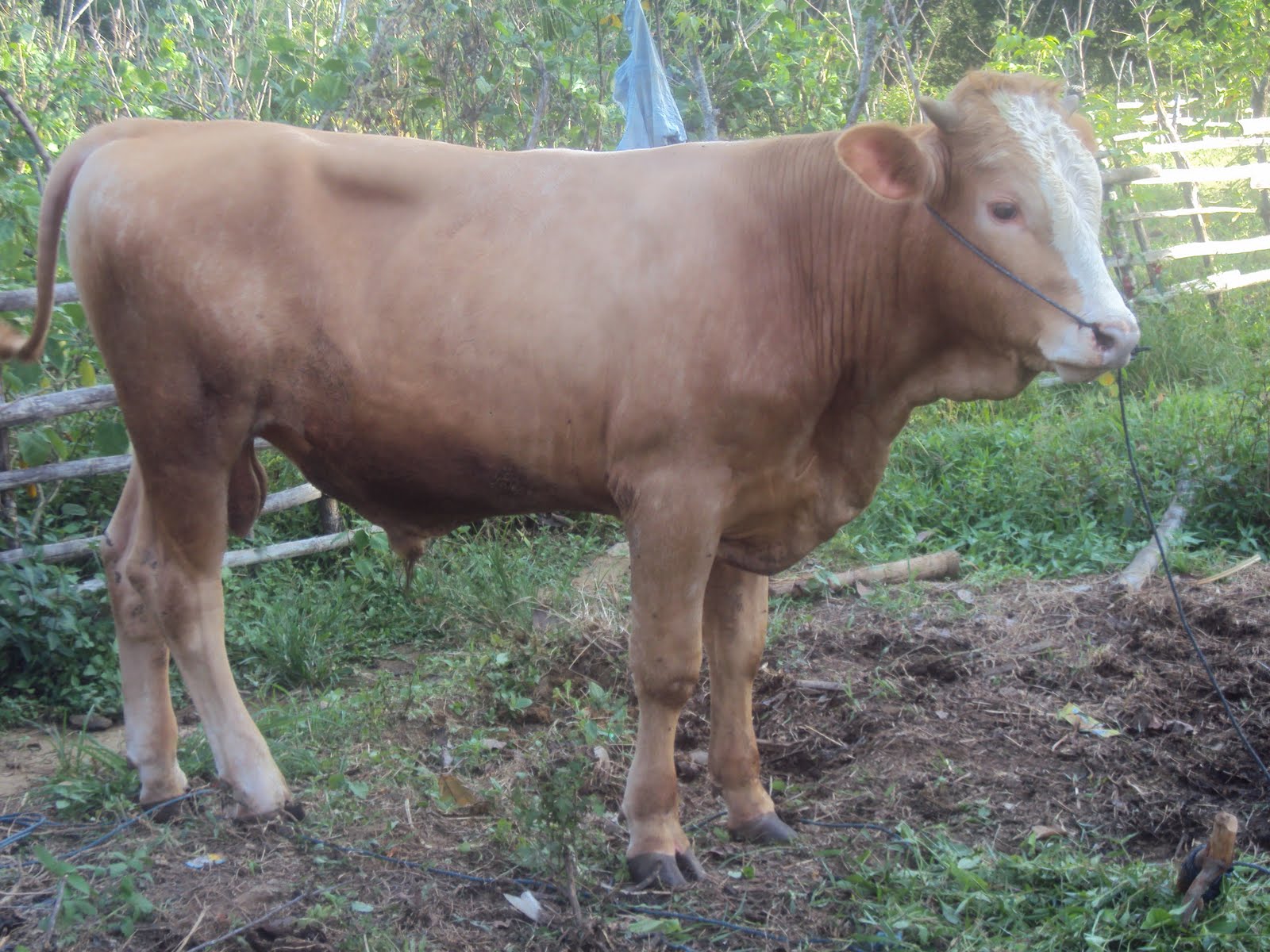 ternak ayam sentul