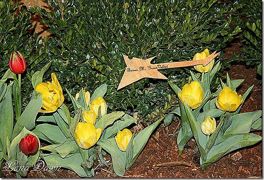 HGS_Buxus_M_GreenVelvet
