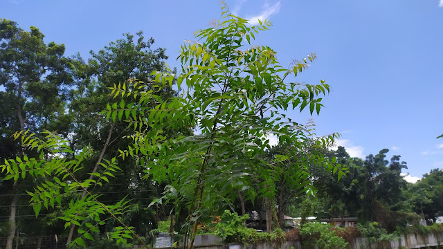 Neem Pata