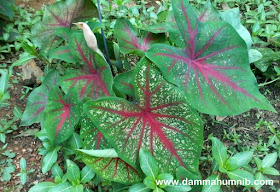 Pokok Keladi Hiasan Penyeri Halaman & Taman