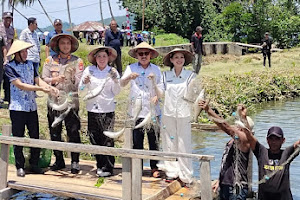 Panen Perdana Ikan Bandeng Putri Banau Dihadiri Gubernur Maluku Utara Sherly Tjoanda Laos