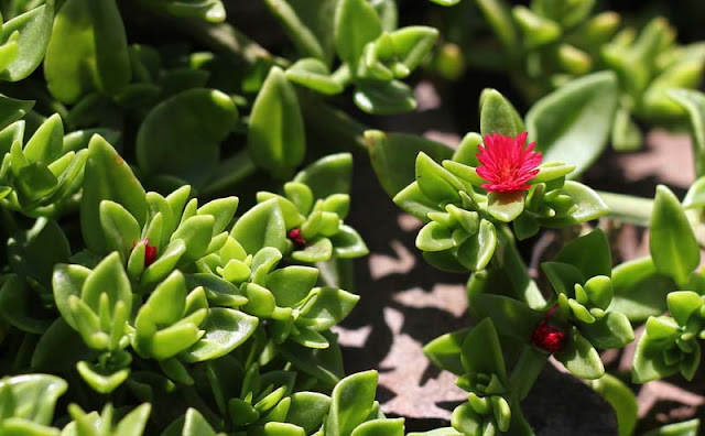 Aptenia Cordifolia Flowers Pictures