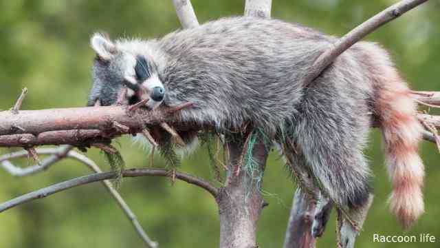 How long do raccoons sleep?