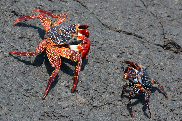 Punta Morena crabs