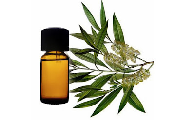 Eucalyptus Oil Benefits for Health