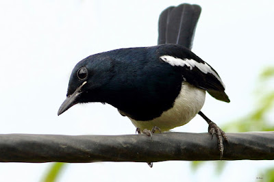 "Oriental Magpie-Robin - Copsychus saularis, peering from a cable resident."