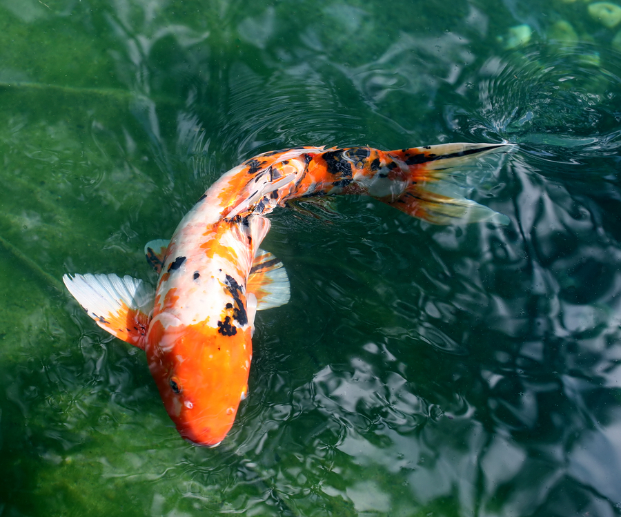 The Charmed Life: Koi Ahoy!