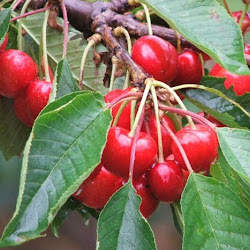 Pohon Cherry Vietnam Super Genjah