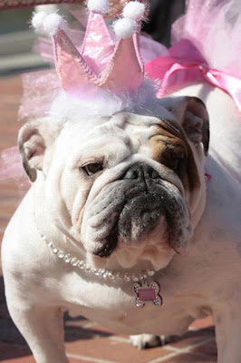 Bulldog Beauty Contest 2010
