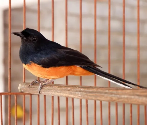 cara merawat burung murai,cara setting jangkrik murai biar gacor,perawatan murai batu,cara merawat murai batu,cara merawat murai batu rumahan agar gacor,cara meningkatkan birahi murai batu agar gacor,perawatan murai pastol,cara merawat murai batu agar rajin bunyi,makanan murai batu biar cepat gacor,vitamin burung murai batu agar cepat gacor