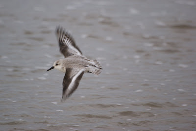 Sângril - Drieteenstrandloper - Calidris alba