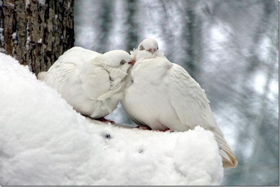 Tenderness