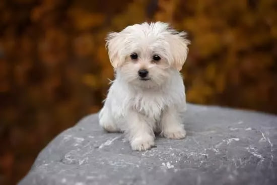 Maltese | Top 10 Cutest Small Dog Breeds