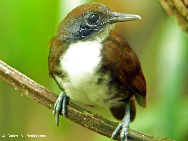 Antbirds wallpaper,Antbird images,Antbird picture,Antbird photo,Flying antbird,Antbirds,Colourful antbird,