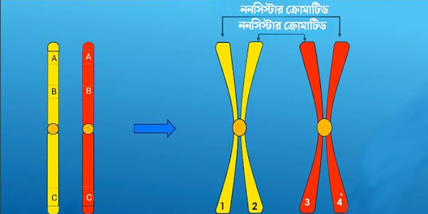 সমসংস্থ ক্রোমোজোম | সিস্টার ও নন সিস্টার ক্রোমাটিড | ক্রসিং ওভার | homologous chromosomes  | sister and non sister chromatids