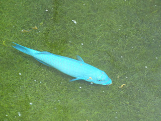 Poisson perroquet bleu de la Réunion