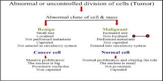 Difference between cancer cell and normal cell