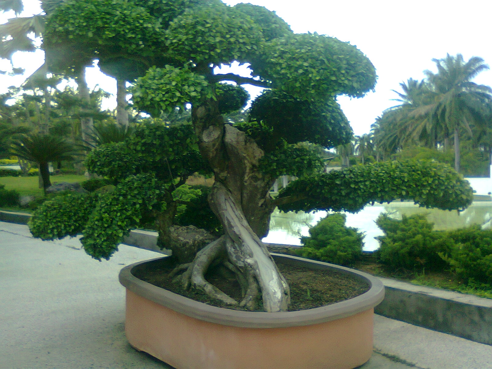  Bonsai  Tree 15 Astonishing Pokok Bonsai  Pictures