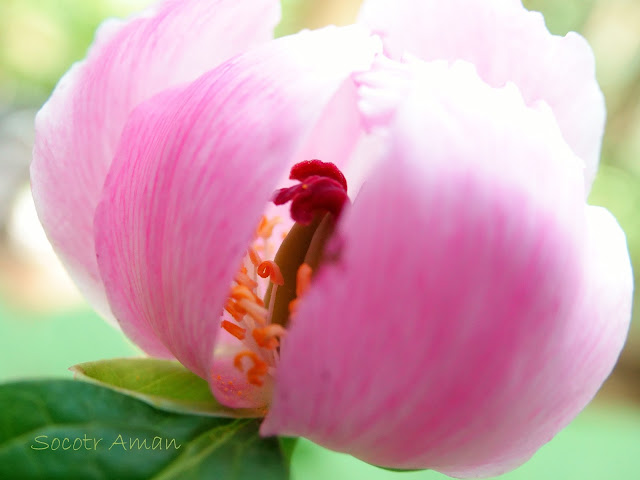 Paeonia obovata