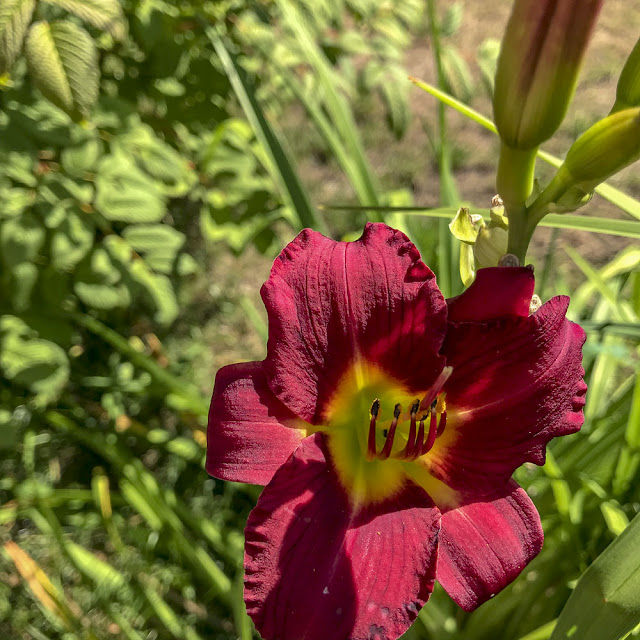 daglilja, daylily