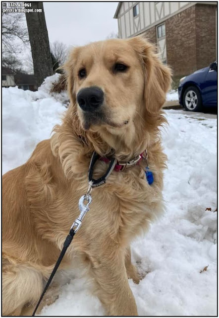 golden retriever benjamin