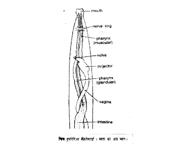 Larval development in man