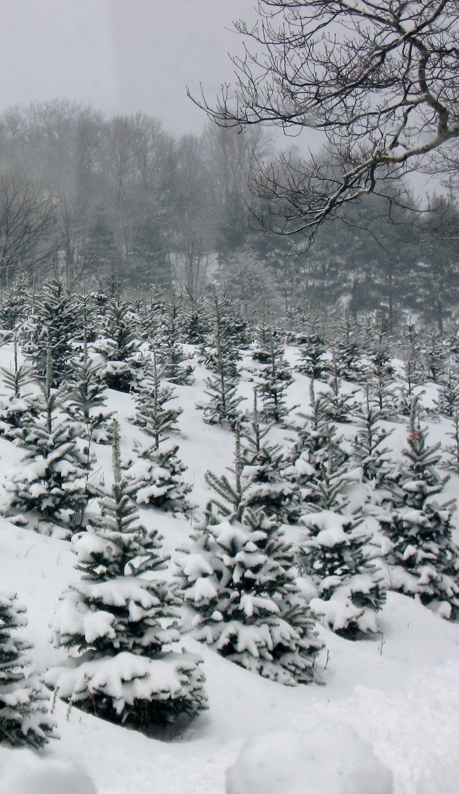 christmas tree snow