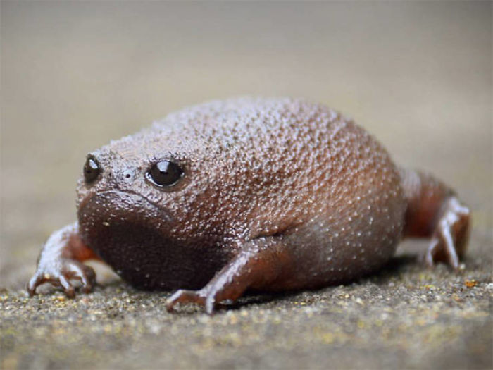 rain forest tree frog