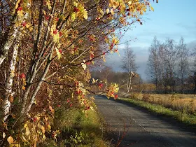 Karintie, lokakuu, kotitie, pihlaja
