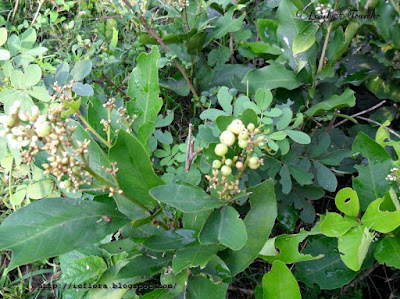 Gin berry, Glycosmis pentaphylla