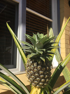 Growing Pineapples in a Pot 