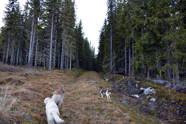 elvelangs hølera