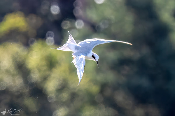 Forster's tern