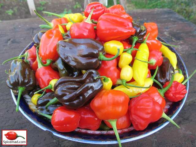 Chilli Harvest - 4th November 2019