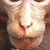 Monkey Kingdom - Monkey Movie