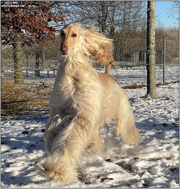 afghan hound