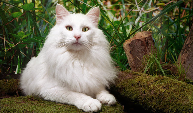  White Norwegian Forest Cat image