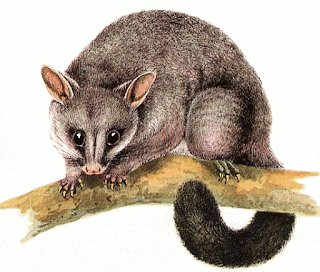 NZ Brushtail Possum