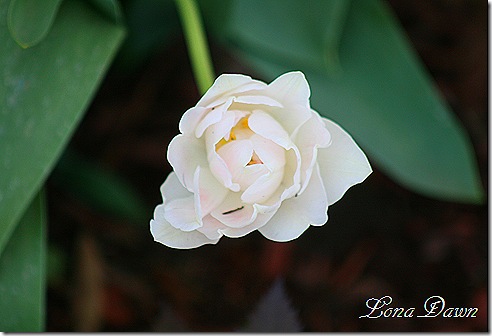 Tulip_Agnelique