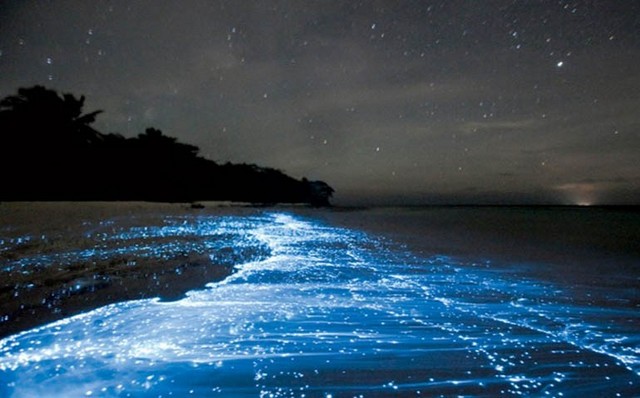 Mosquito Bioluminescent Bay;Puerto Rico Travel Package