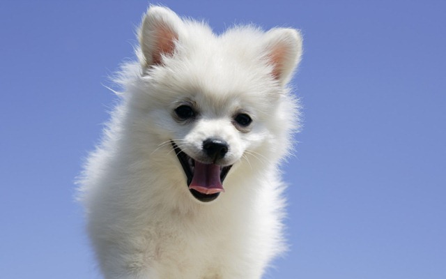 cute puppies wallpapers. Cute Puppies