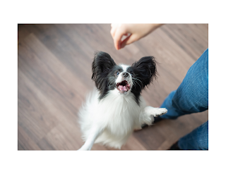 Papillons are highly trainable dogs that respond well to positive reinforcement training methods. They are eager to please their owners and enjoy the mental stimulation that training provides.