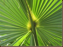 PALMETTO - Copy