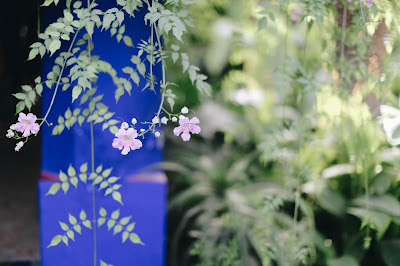 Flowers in Jardin Marjorelle