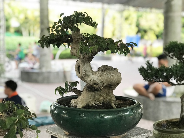 Mục sở thị vườn cây cảnh thu nhỏ có giá hàng tỷ đồng giữa lòng Thủ đô - 10