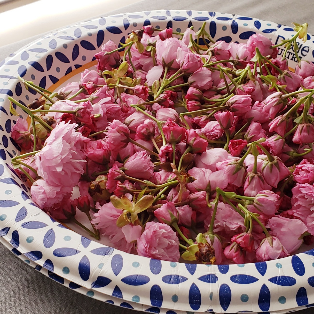 ミシシッピの八重桜で作った 桜の花の塩漬け 今日のアメリカ 今日のパン アメリカ南部専業主婦日記