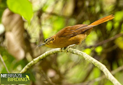 Alagoas foliage Gleaner